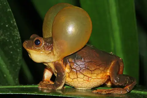 Golden-Eyed Tree Frog