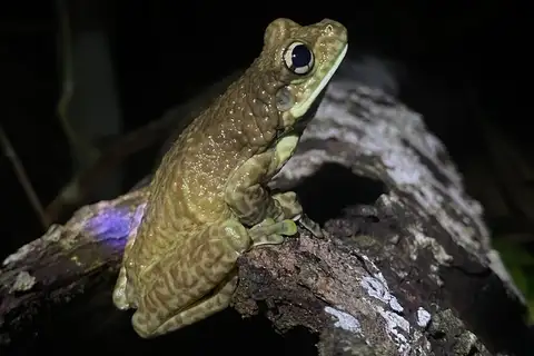 Toad-wife Tree Frog