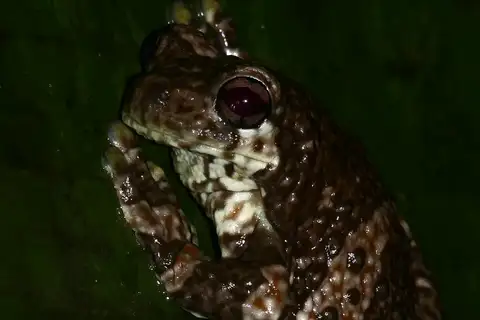 New River Tree Frog