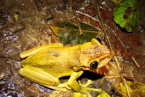 Jordan's Casque-headed Tree Frog