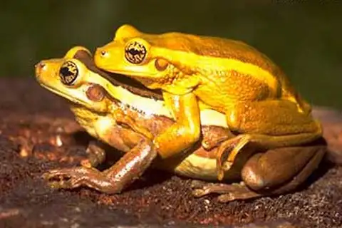 Porto Alegre Golden-eyed Tree Frog