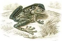Black-spotted Casque-headed Tree Frog