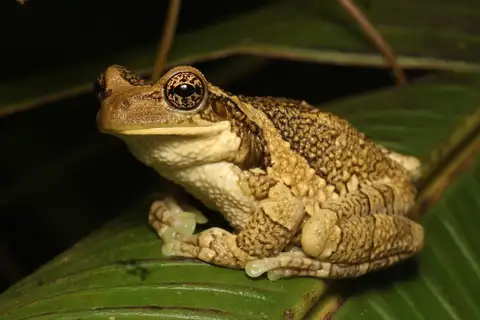 Veined Tree Frog