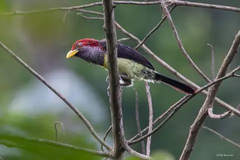 Western Yellow-billed Barbet