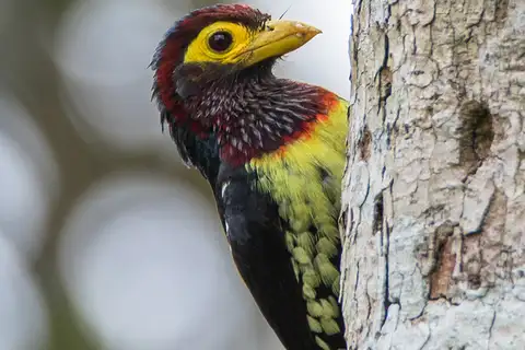 Eastern Yellow-billed Barbet