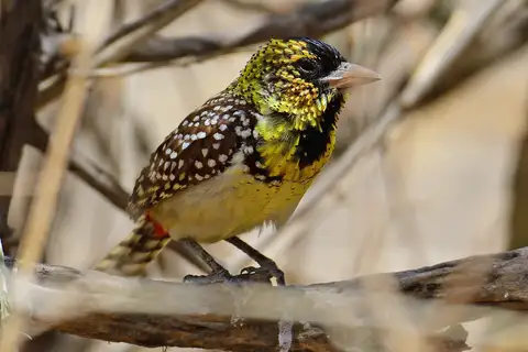 D'Arnaud's Barbet