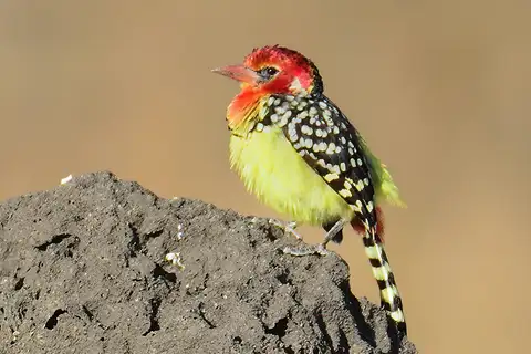 Red-and-yellow Barbet
