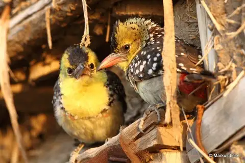 Yellow-breasted Barbet