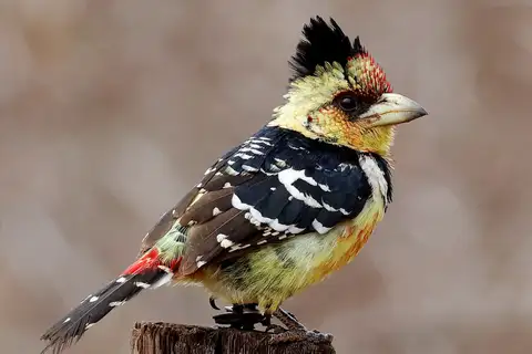 Crested Barbet