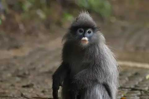 Indochinese Gray Langur
