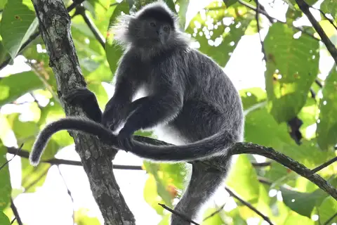 Silvered Leaf Monkey