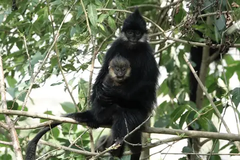 François' Lutung