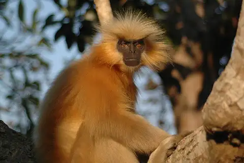 Gee's Golden Lutung