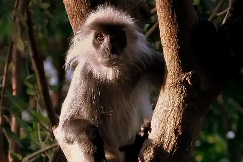 Indochinese Lutung