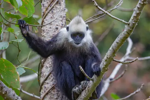 White-headed Lutung
