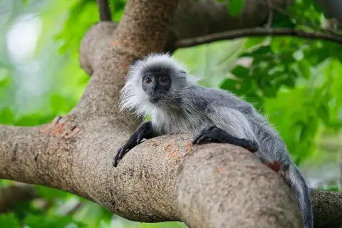 Annamese langur