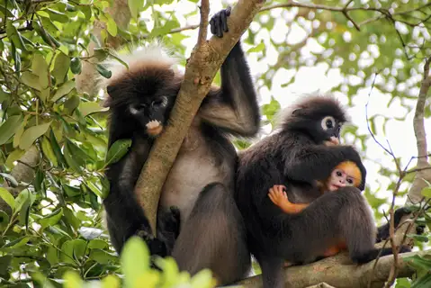 Dusky Leaf Monkey