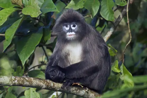 Phayre's Leaf Monkey