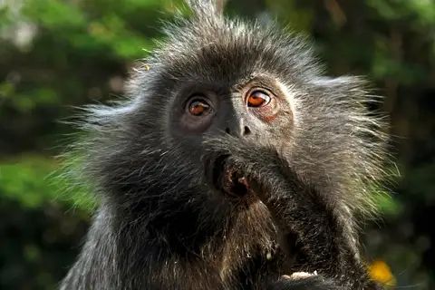 Selangor Silvered Langur