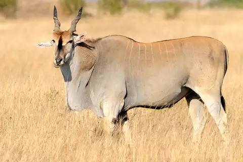 Common Eland