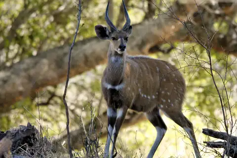 Northern Bushbuck