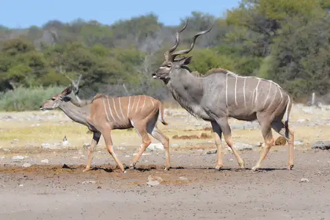 Greater Kudu