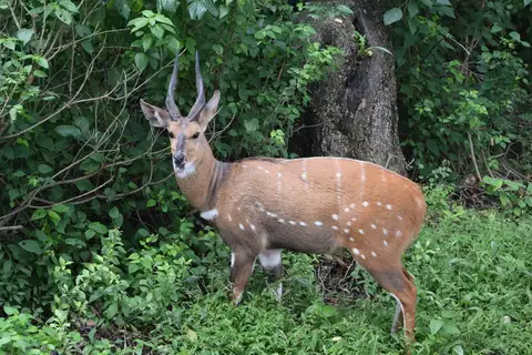 Southern Bushbuck