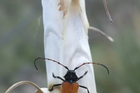 Tragidion armatum
