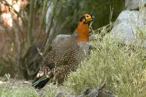 Blyth's Tragopan