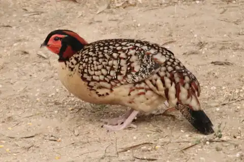 Cabot's Tragopan