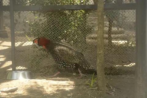 Western Tragopan