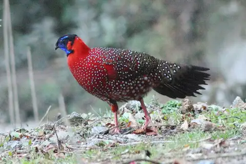 Satyr Tragopan