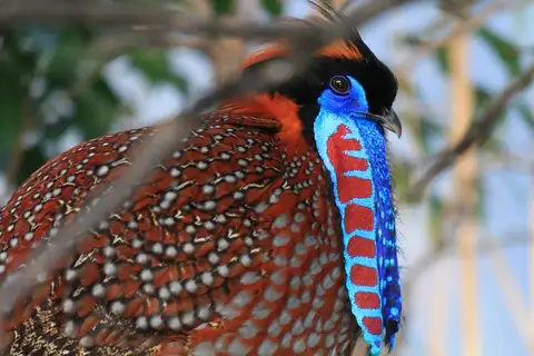 Temminck's Tragopan