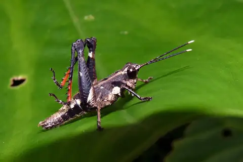 Traulia ornata