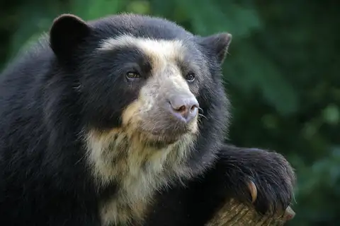 Spectacled Bear