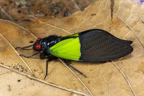 Trengganua sibylla