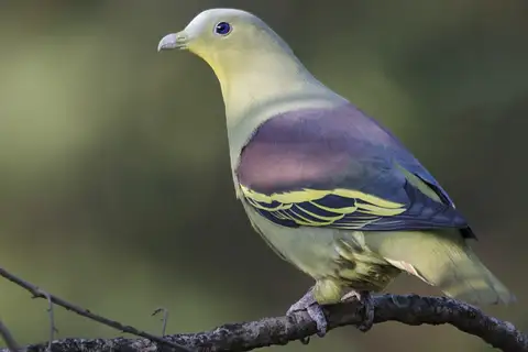 Grey-fronted Green Pigeon