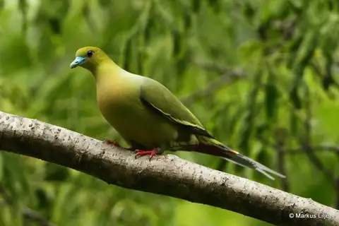 Pin-tailed Green Pigeon