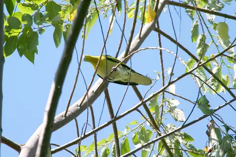 Buru Green Pigeon