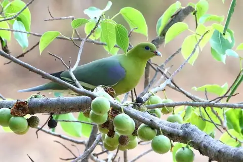 Madagascar Green Pigeon