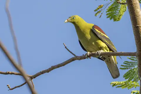 Philippine Green Pigeon