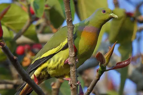 Orange-breasted Green Pigeon