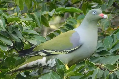 African Green Pigeon