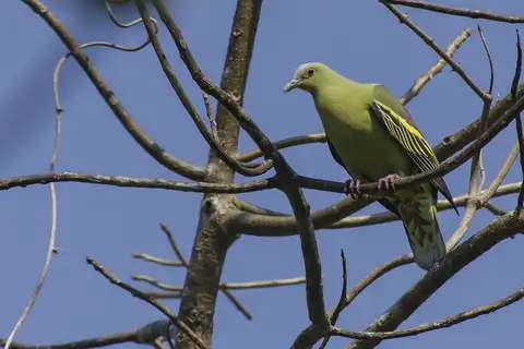 Andaman Green Pigeon