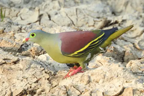 Thick-billed Green Pigeon