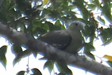 Flores Green Pigeon