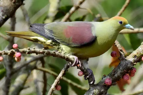 Whistling Green Pigeon