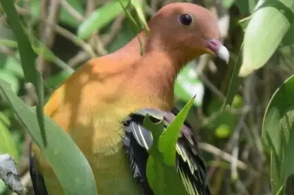 Cinnamon-headed Green Pigeon