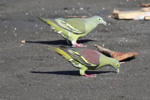 Grey-cheeked Green Pigeon