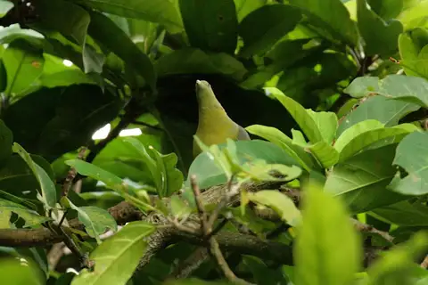 Comoro Green Pigeon